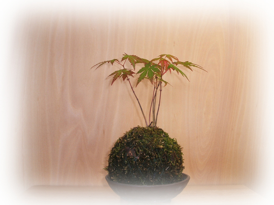 苔玉1