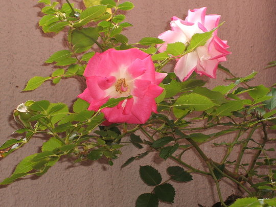 DSCF1134.JPG